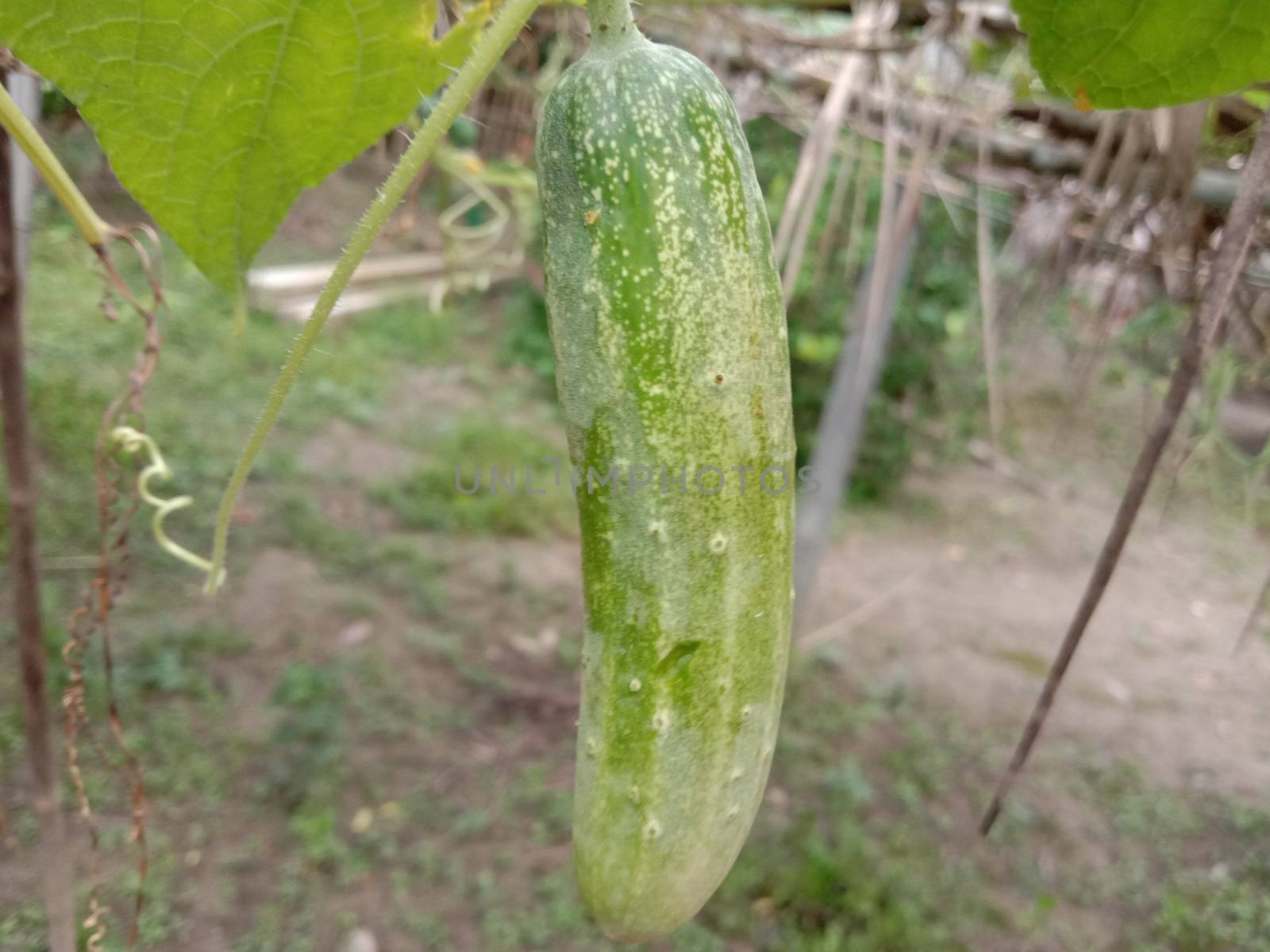 testy and healthy fresh cucumber on tree on garden