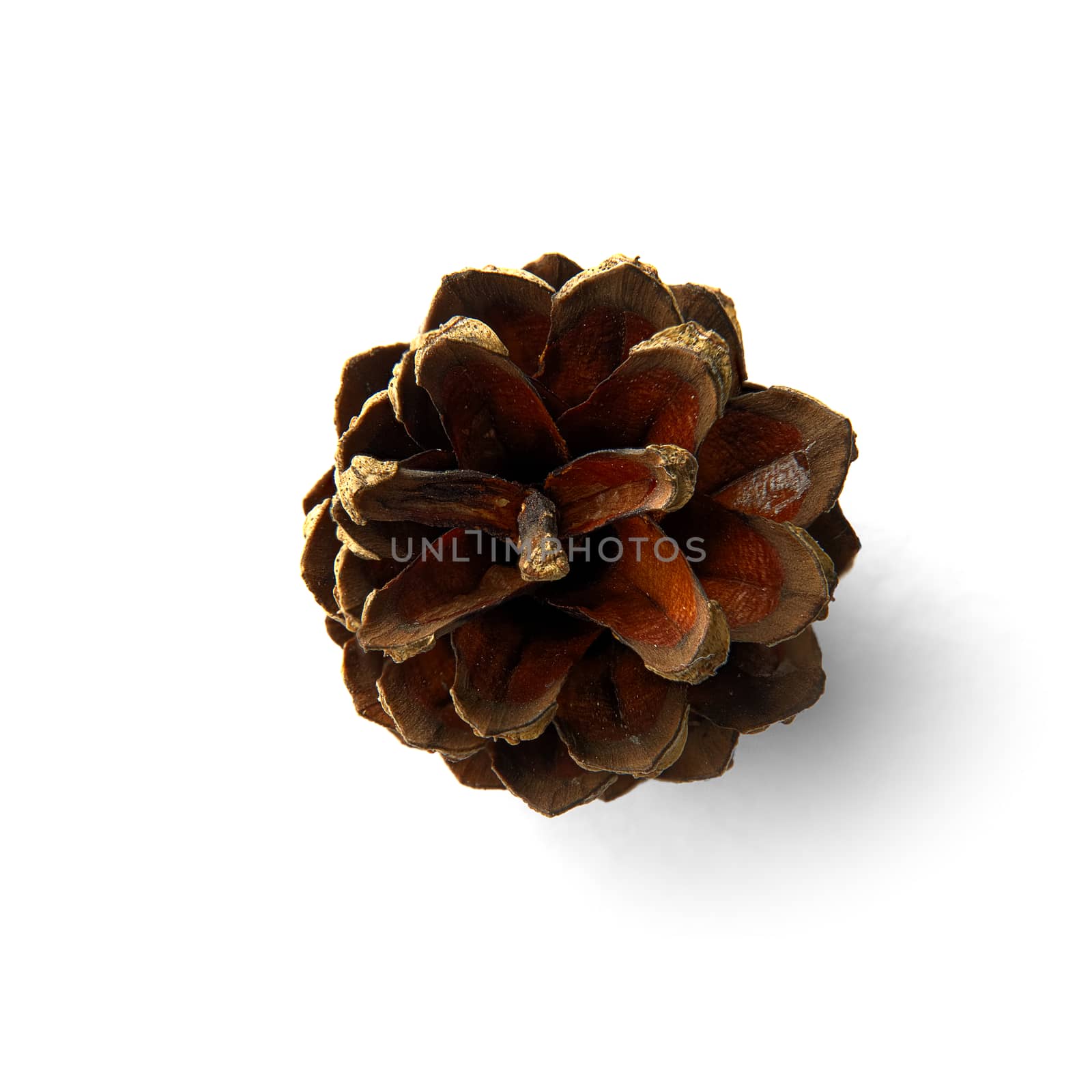 Brown Dry pine cone isolated on the white background with shaddows