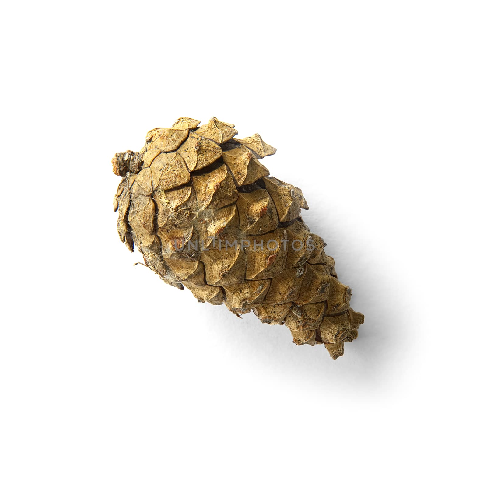Brown Dry pine cone isolated on the white background with shaddows