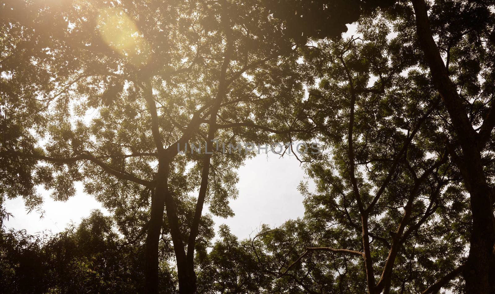 Big tree silhouettes with sunlight shining through the branches.