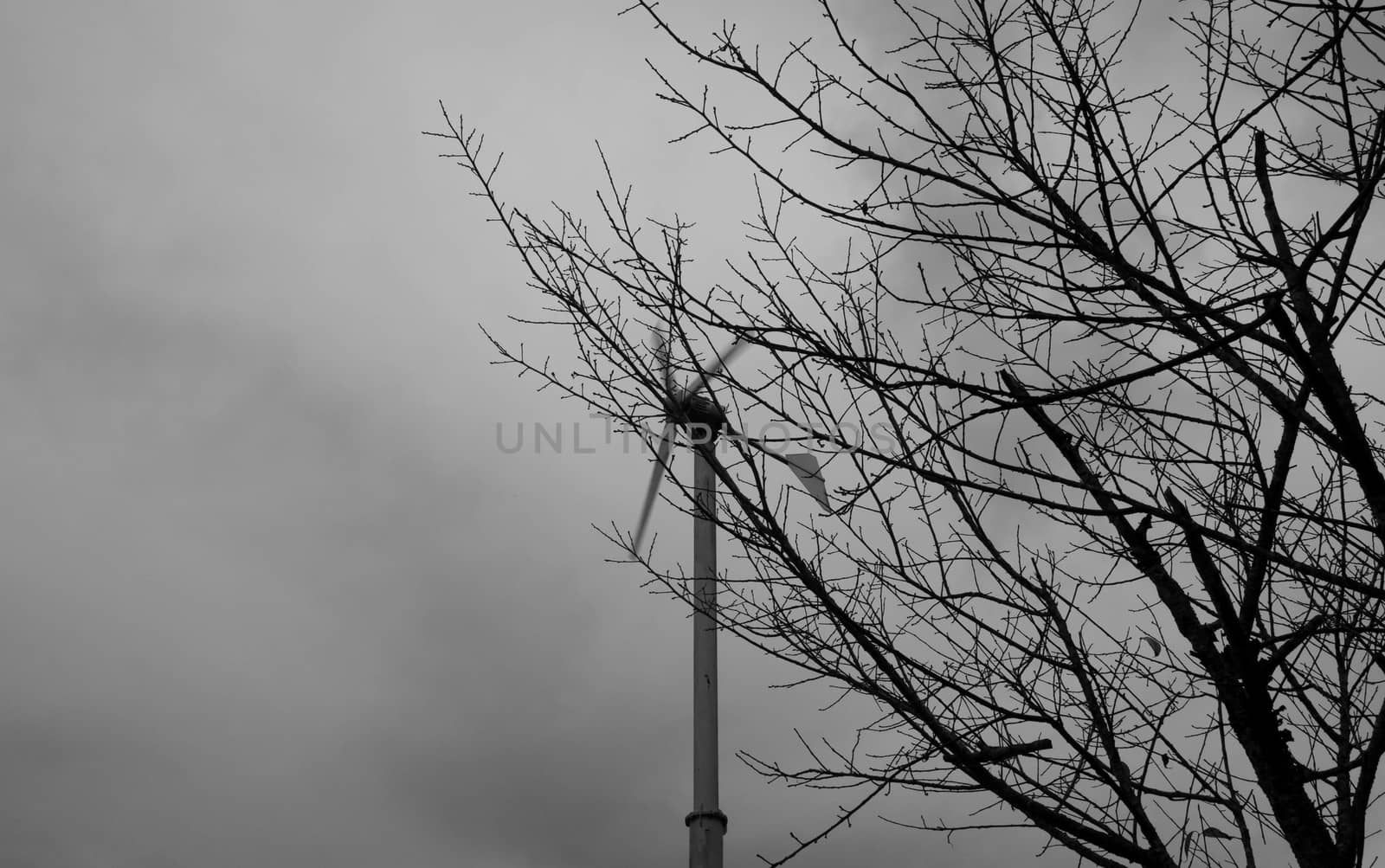 Dry big tree stands dead and windmill spinning in the back. Black and white style tone.