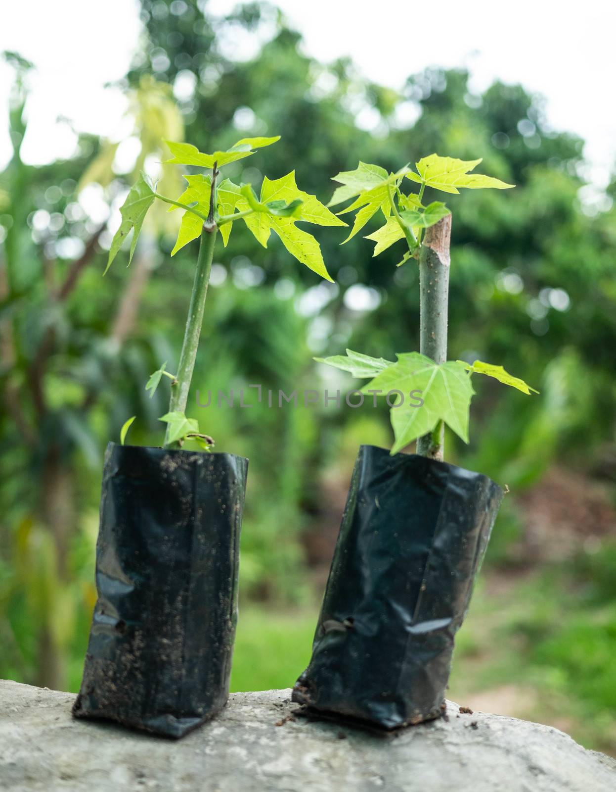 The Chaiya tree in the garden. Tree spinach or Mexican Kale, Veg by TEERASAK