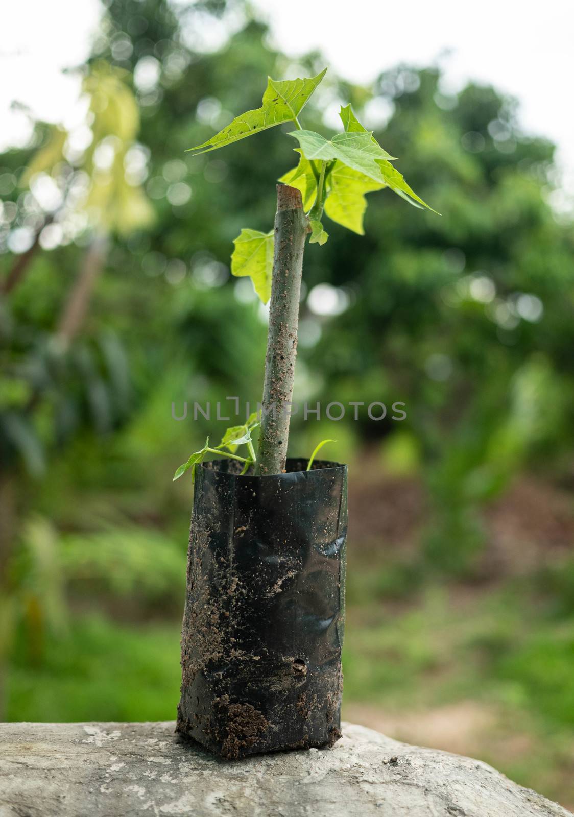 The Chaiya tree in the garden. Tree spinach or Mexican Kale, Veg by TEERASAK