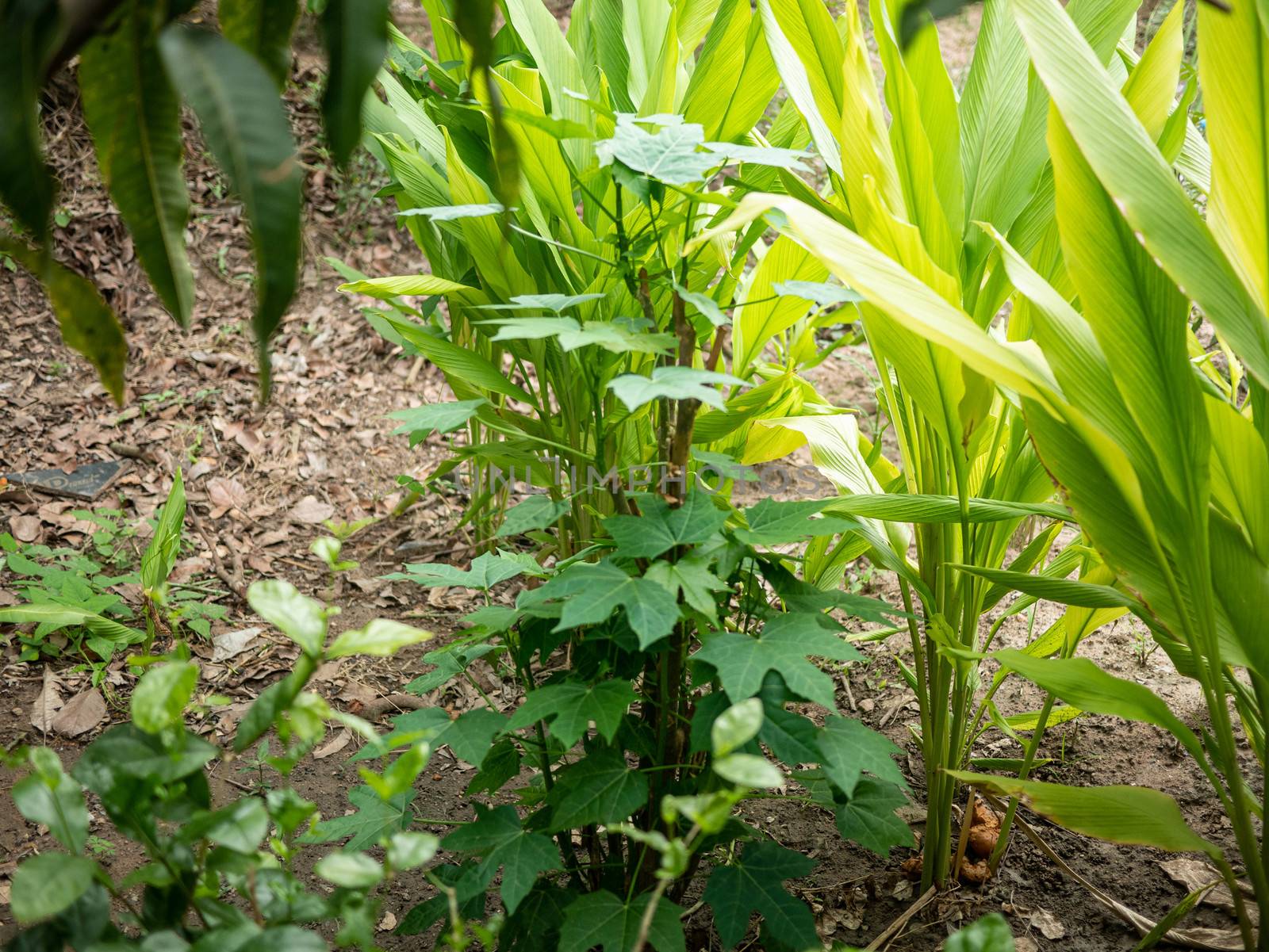 The Chaiya tree in the garden. Tree spinach or Mexican Kale, Vegetables that have high nutritional value.