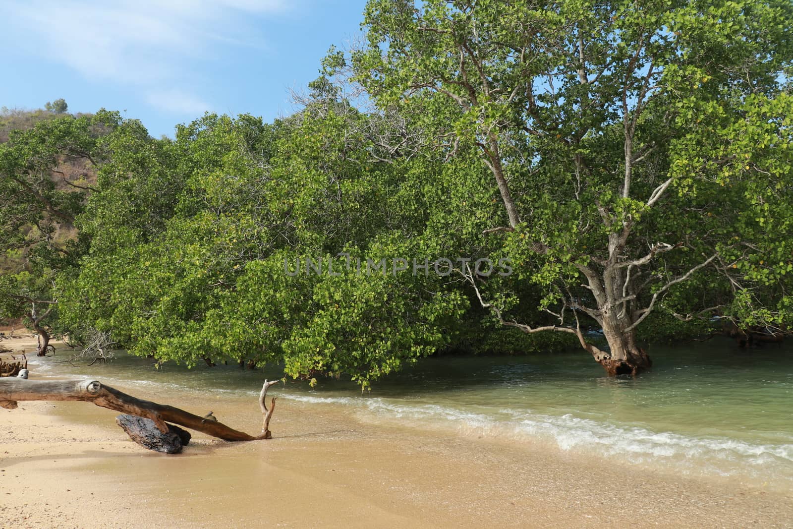 Mangrove trees on sand bottom during low tide at Kuta, Lombok, Indonesia.