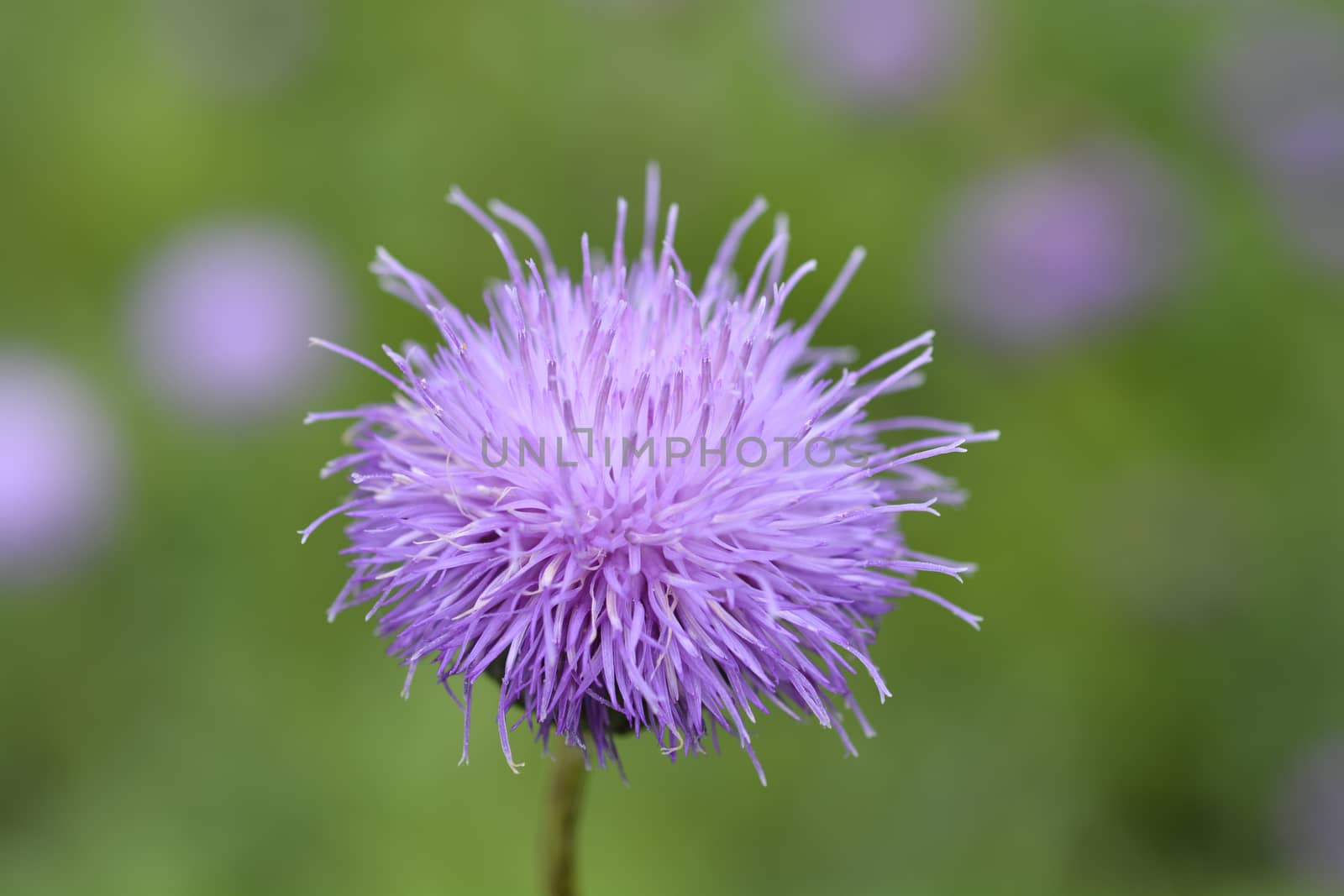 Single-flowered sawwort by nahhan