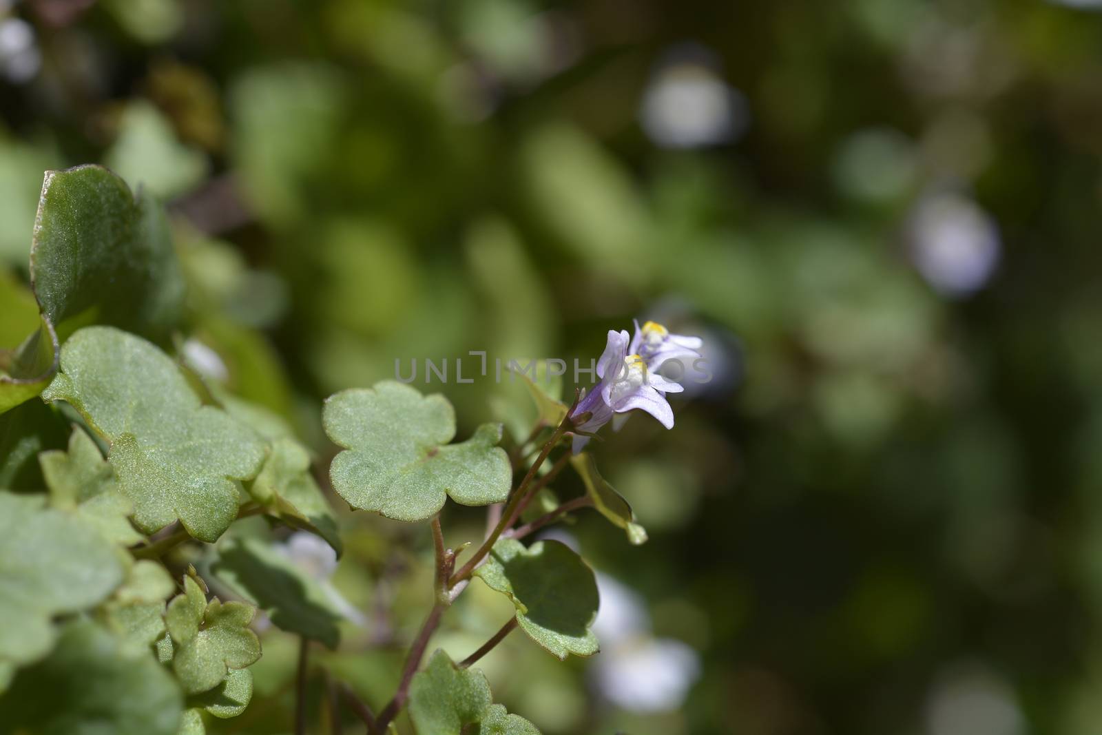 Kenilworth Ivy small flowers - Latin name - Cymbalaria muralis