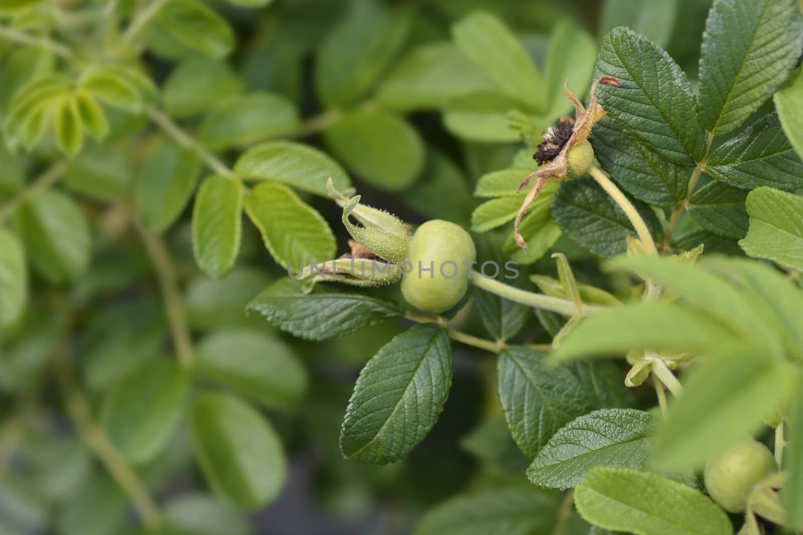 Rugosa rose immature rose hip - Latin name - Rosa rugosa