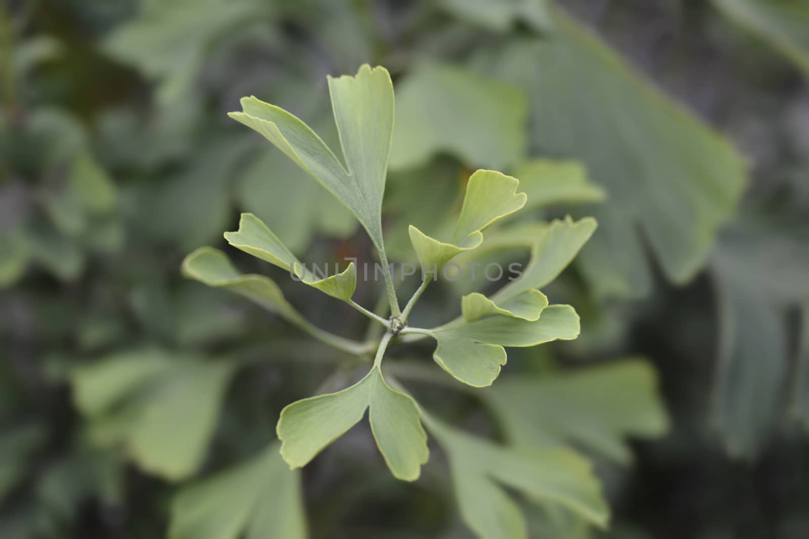 Ginkgo Fastigiata leaves - Latin name - Ginkgo biloba Fastigiata