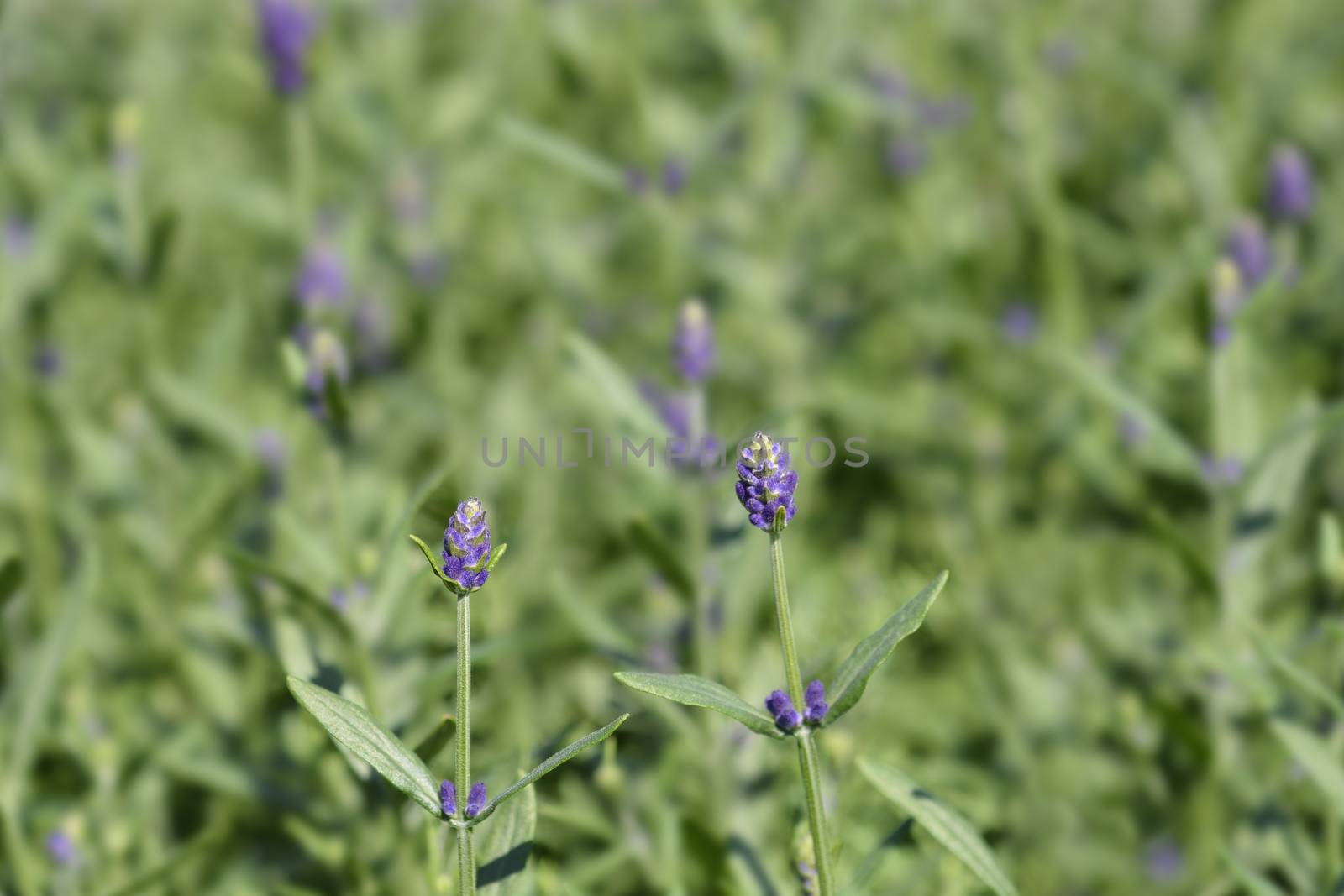 Common lavender leaves - Latin name - Lavandula angustifolia (Lavandula officinalis)