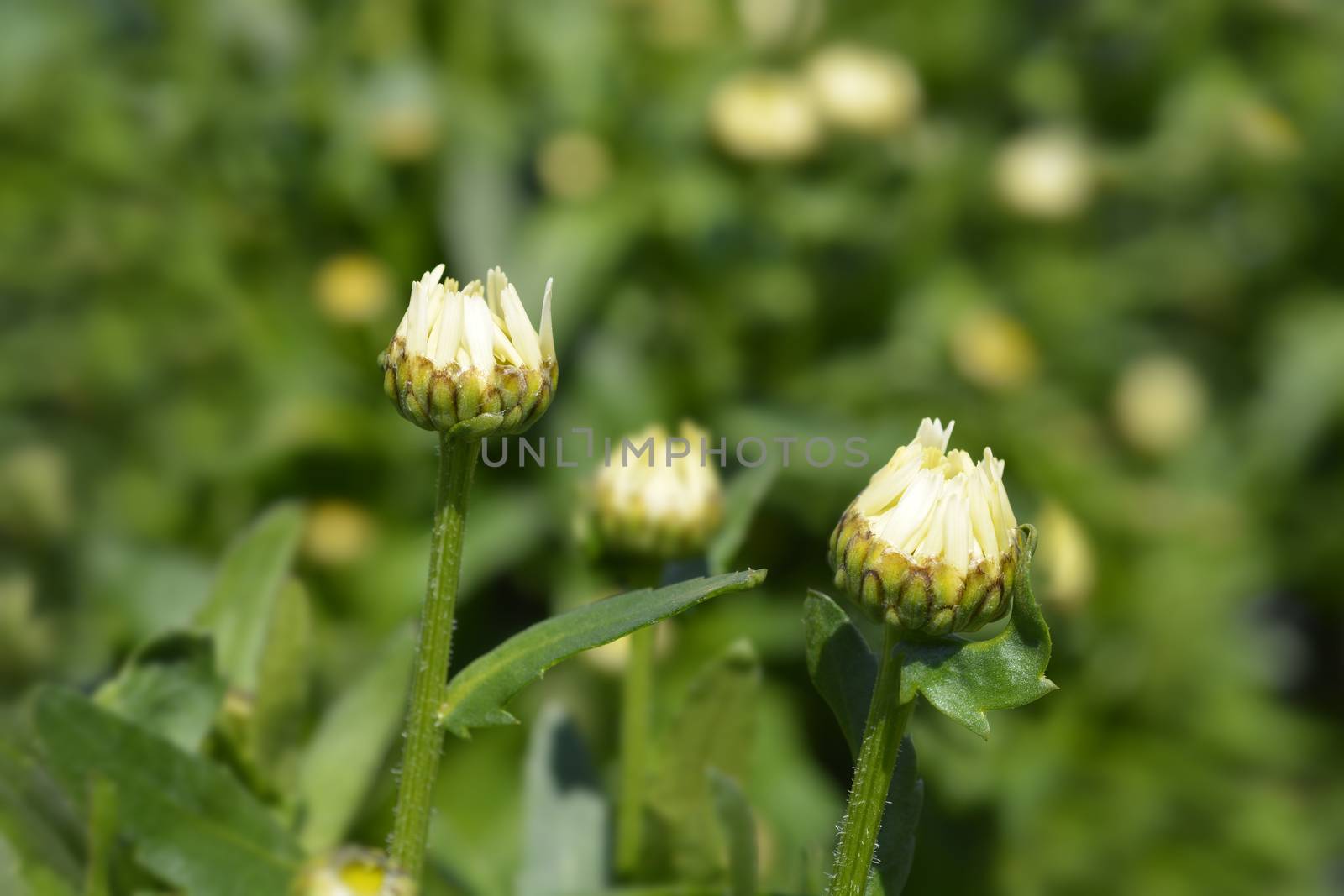 Shasta daisy Snow Lady - Latin name - Leucanthemum x superbum Snow Lady