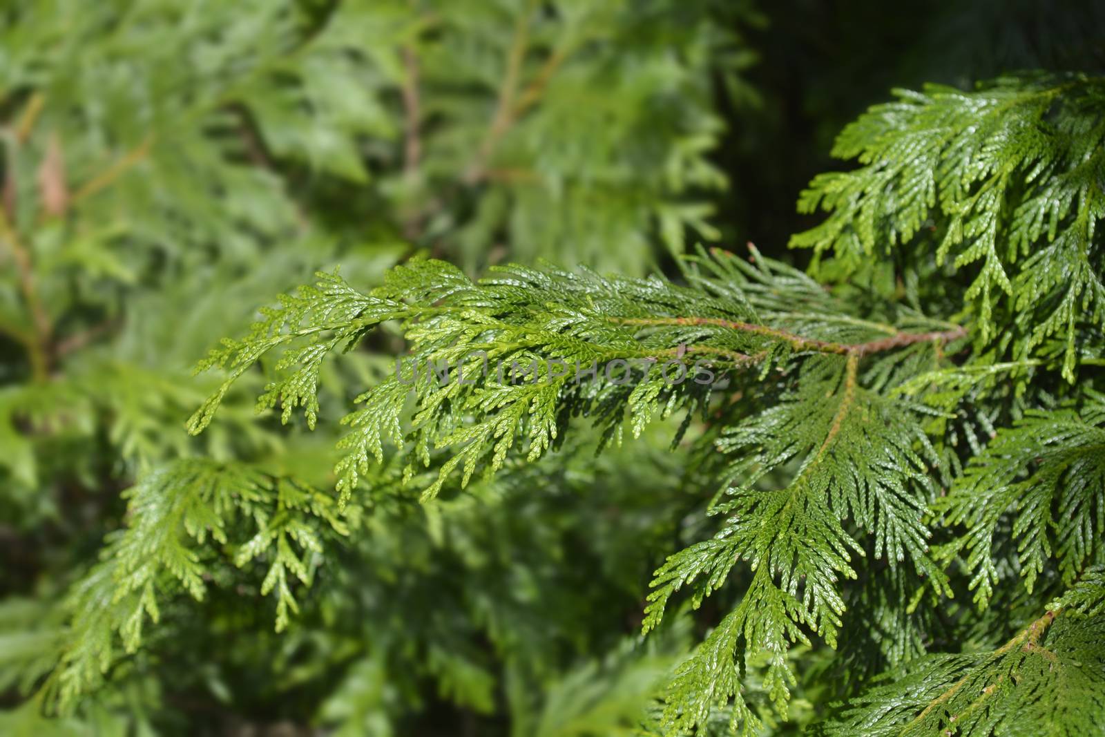 Western red cedar by nahhan