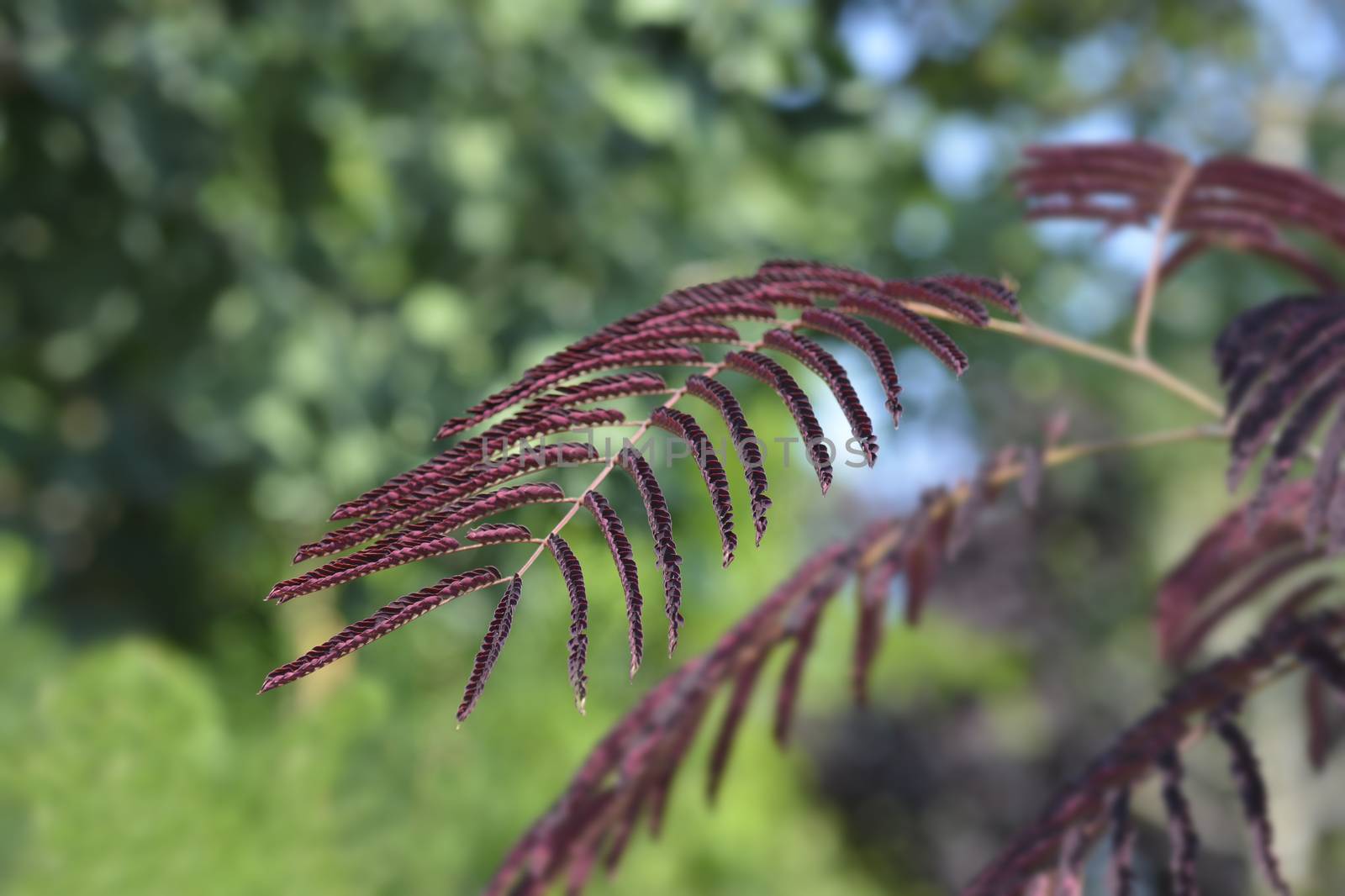 Silk tree Summer Chocolate leaves - Latin name - Albizia julibrissin Summer Chocolate