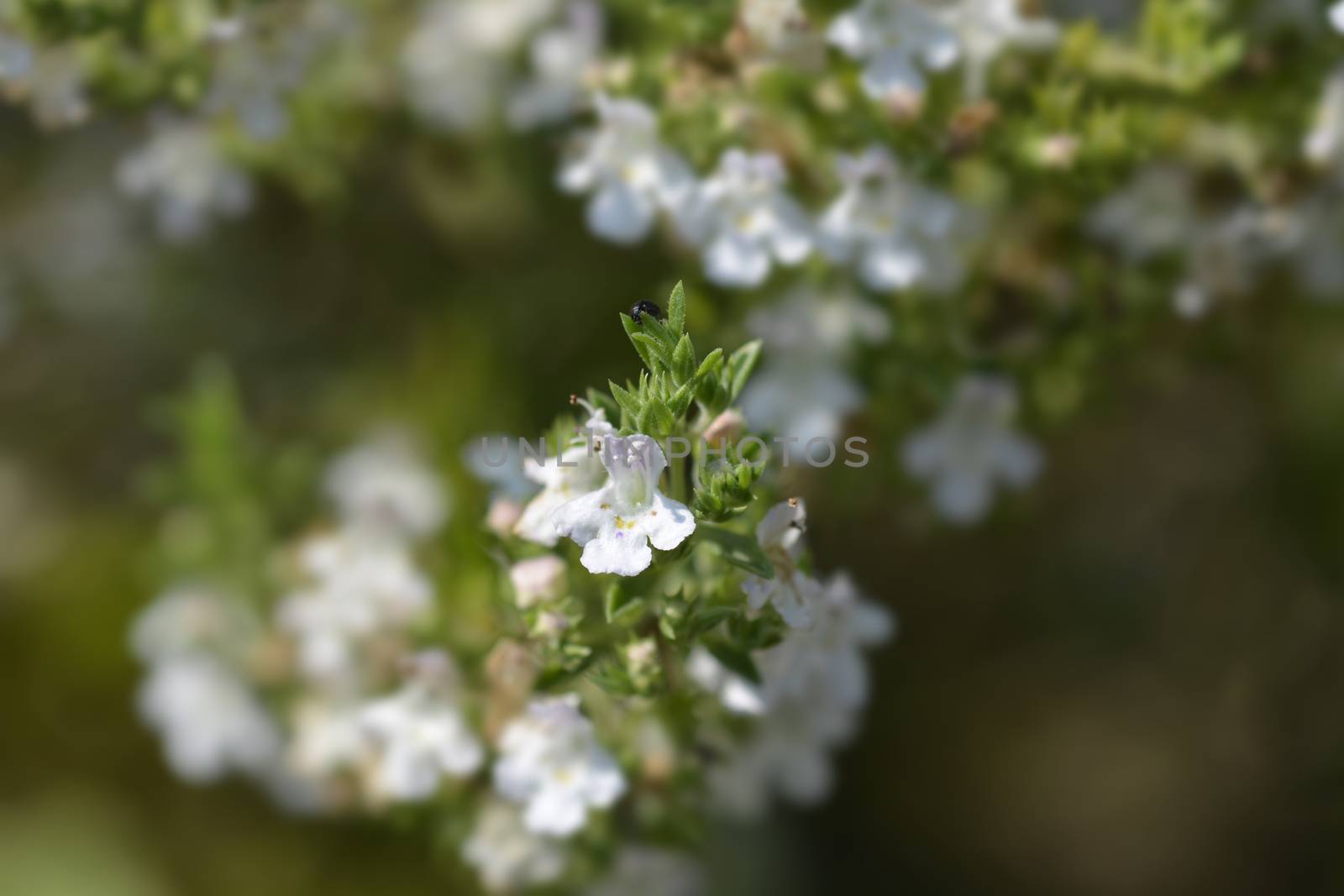 Mountain savory - Latin name - Satureja montana