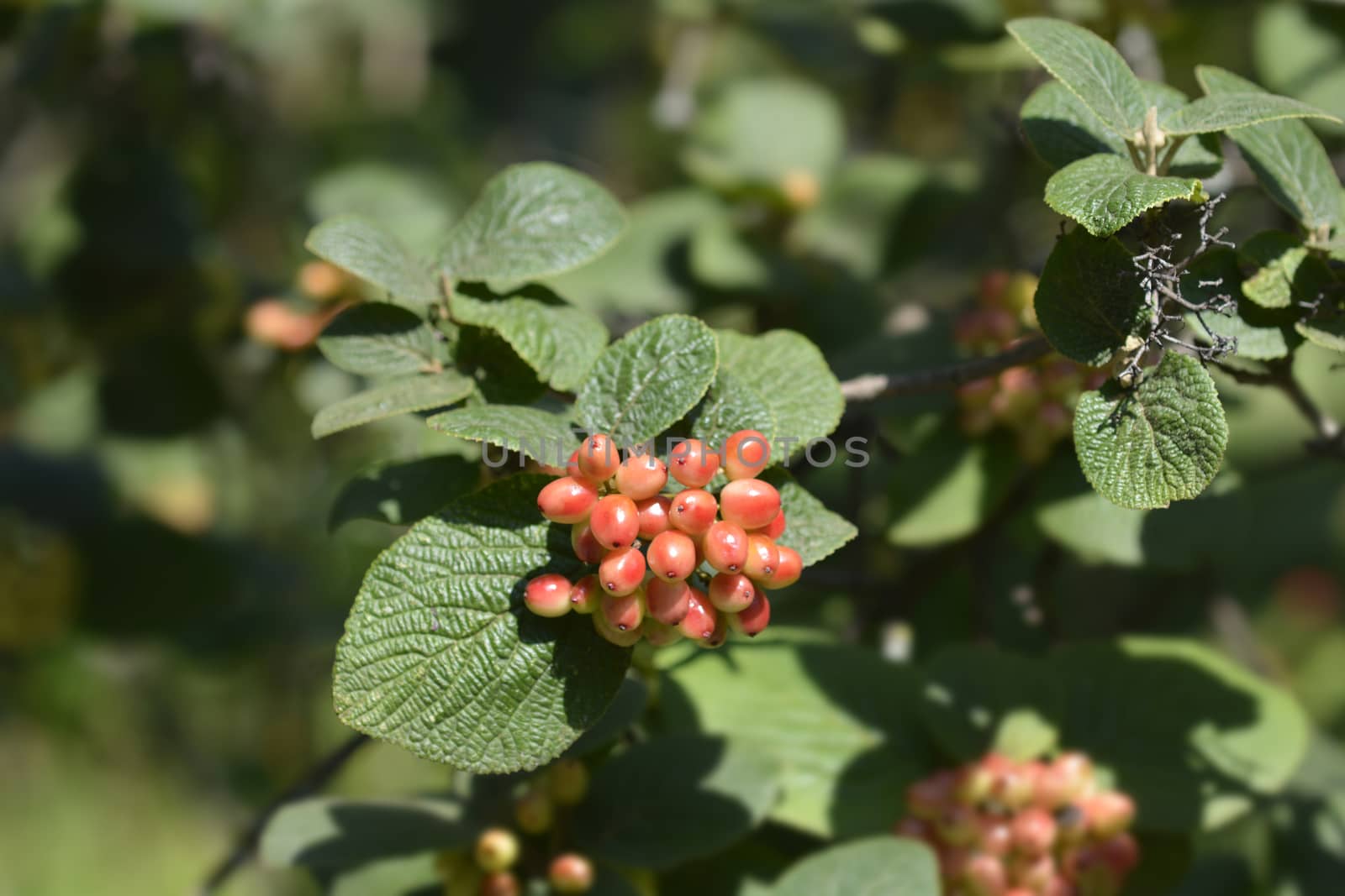 Wayfaring tree berries - Latin name - Viburnum lantana