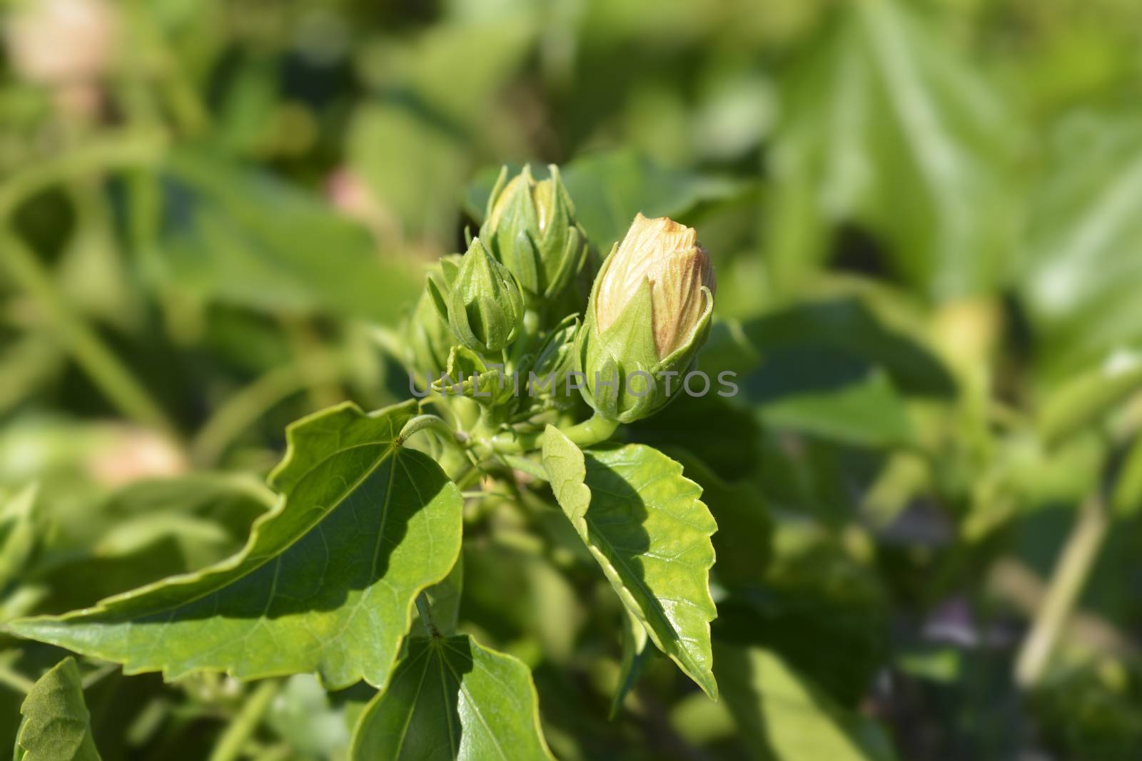 Rose Of Sharon flower bud - Latin name - Hibiscus syriacus