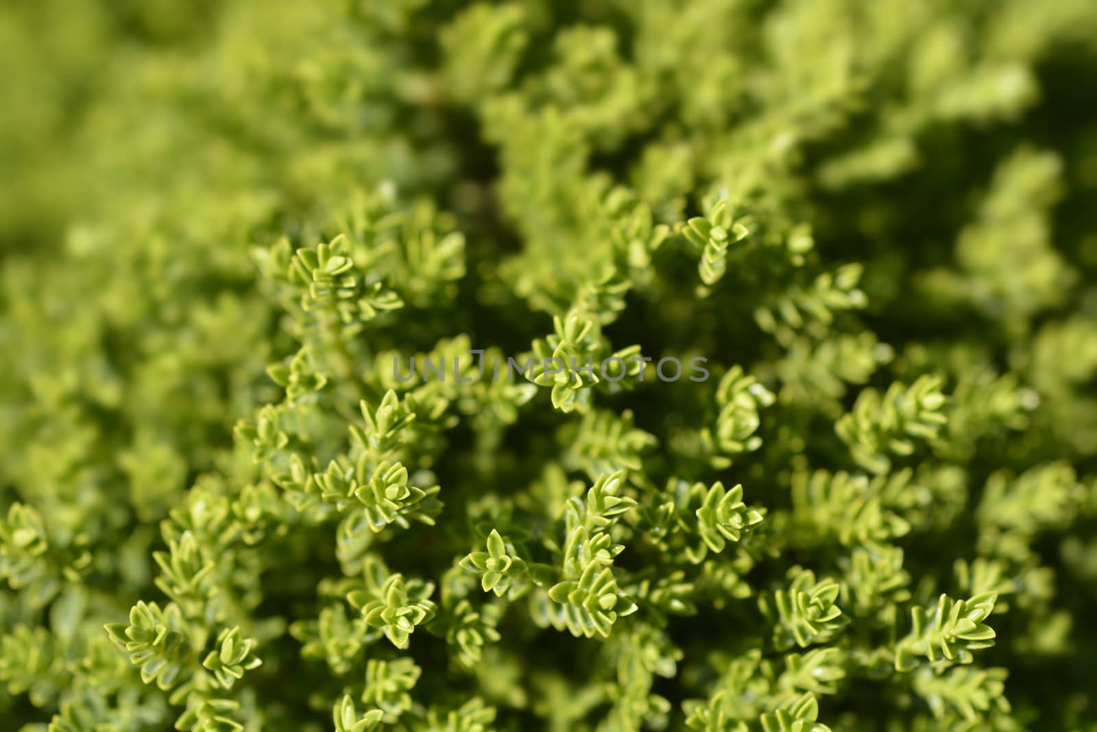 Emerald Green Hebe leaves - Latin name - Hebe Emerald Green