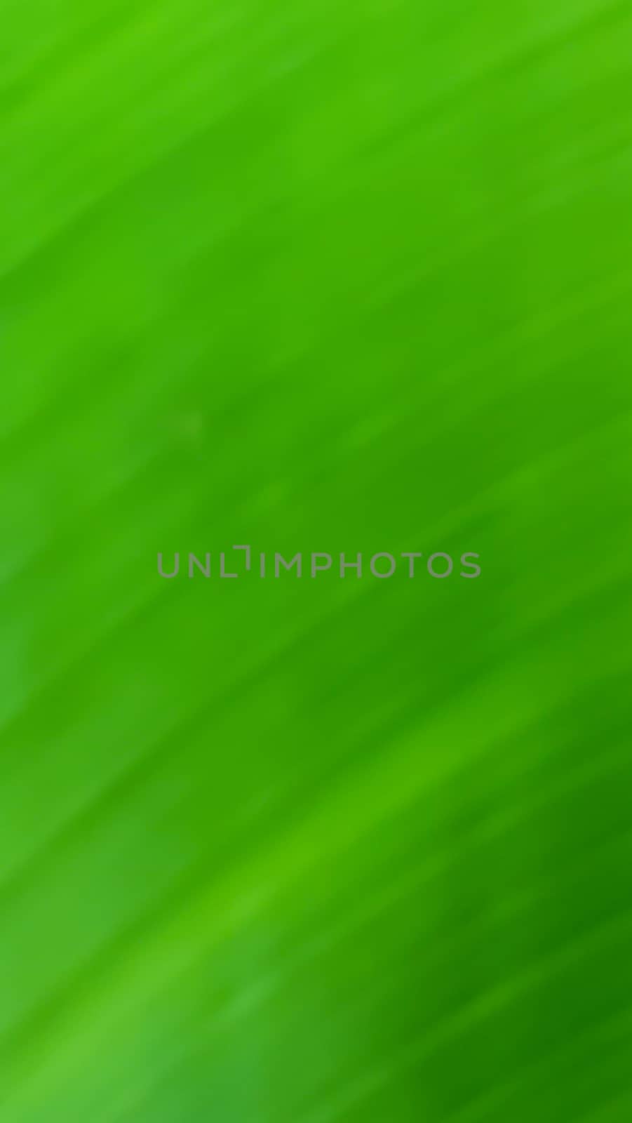 a green natural  blur background