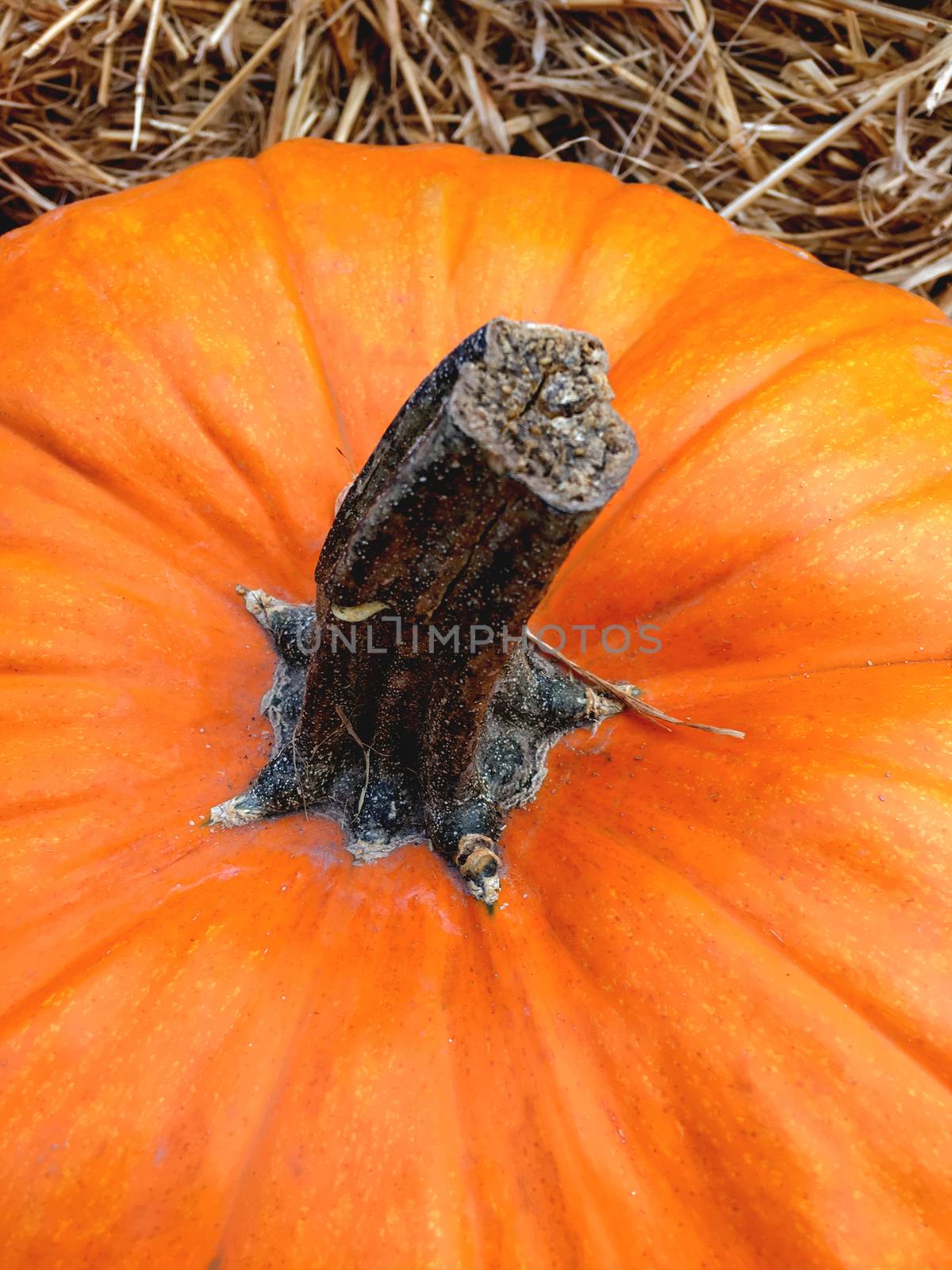 Bright orange pumpkin on straw. Autumn crop. Fall season background with colorful vegetables.
