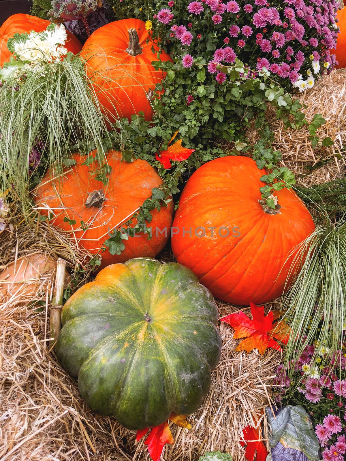 Bright orange and green pumpkins on straw. Autumn crop. Fall sea by aksenovko