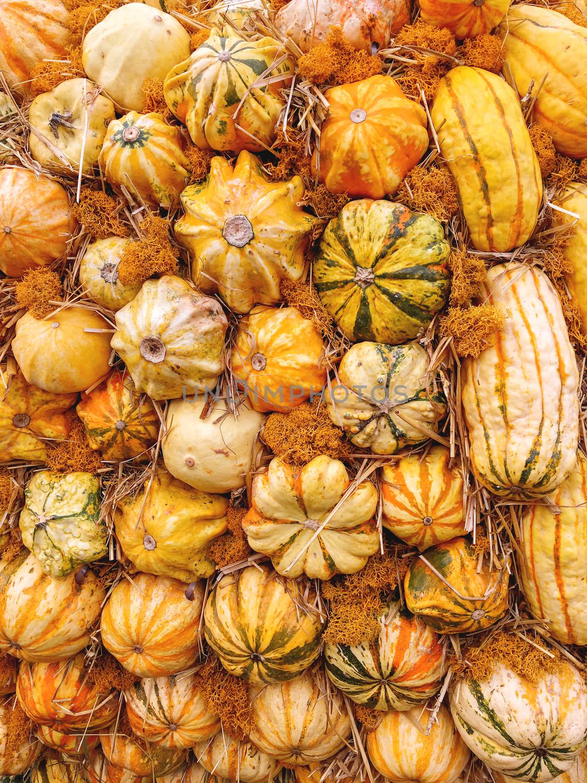 Bright orange and yellow pumpkins on straw. Autumn crop. Fall se by aksenovko