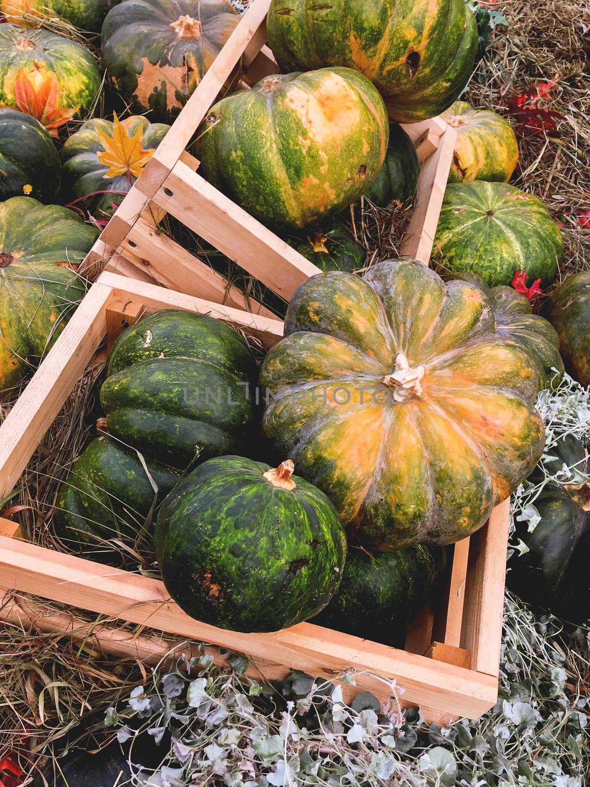 Bright orange and green pumpkins on straw. Autumn crop. Fall sea by aksenovko