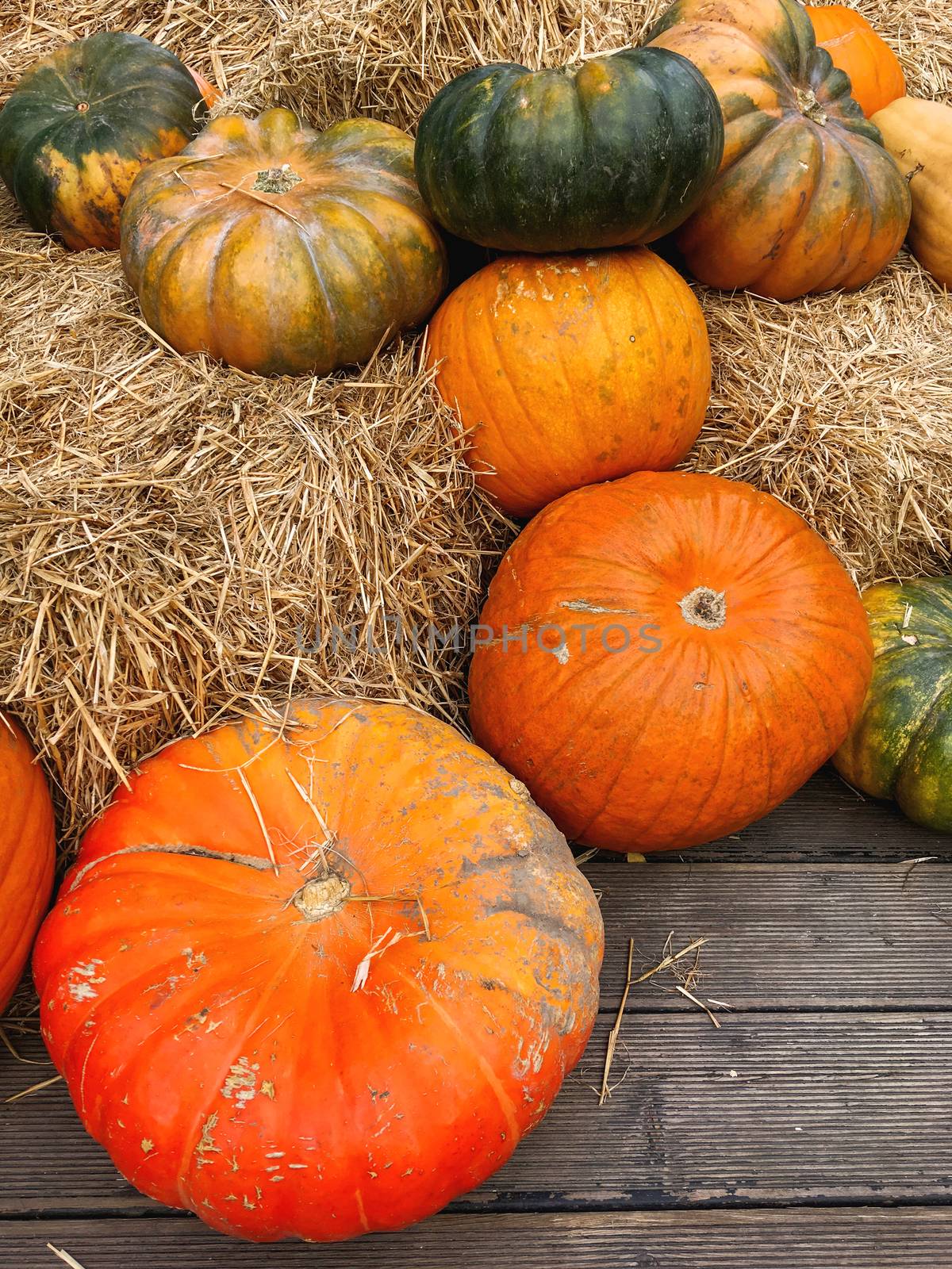 Bright orange and green pumpkins on straw. Autumn crop. Fall season background with colorful vegetables.