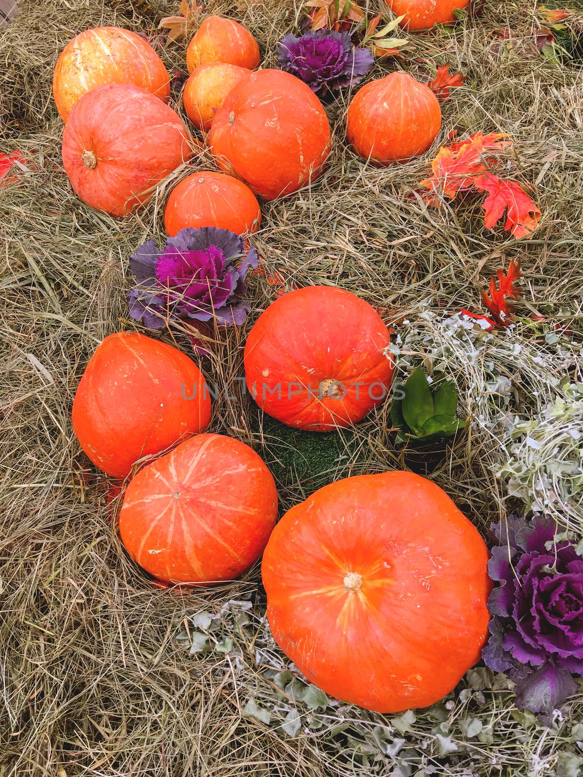 Bright orange pumpkins on straw. Autumn crop. Fall season background with colorful vegetables.