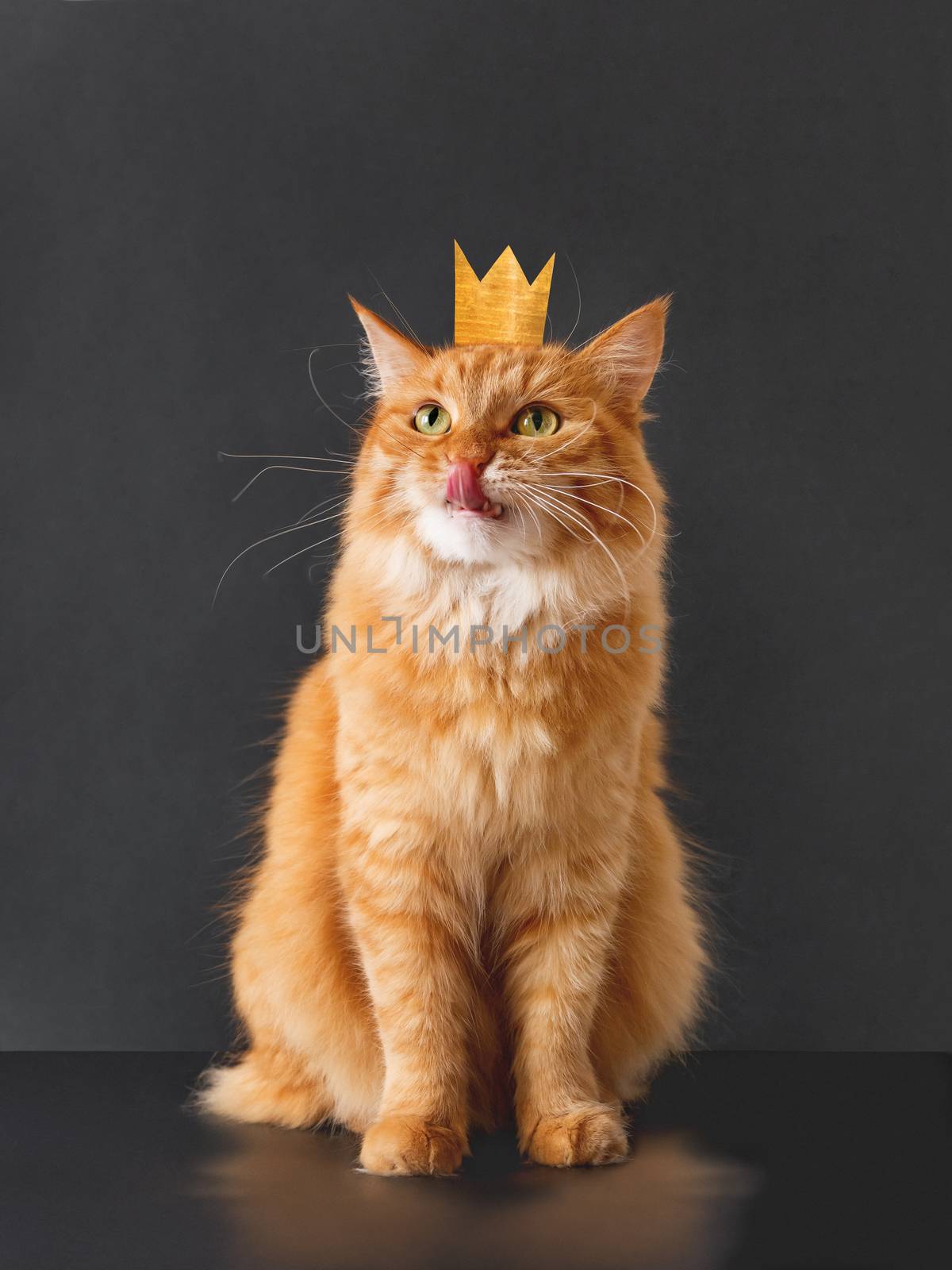 Cute ginger cat with awesome expression on face and golden crown on head posing like lion on black background. Fluffy pet licks its lips.