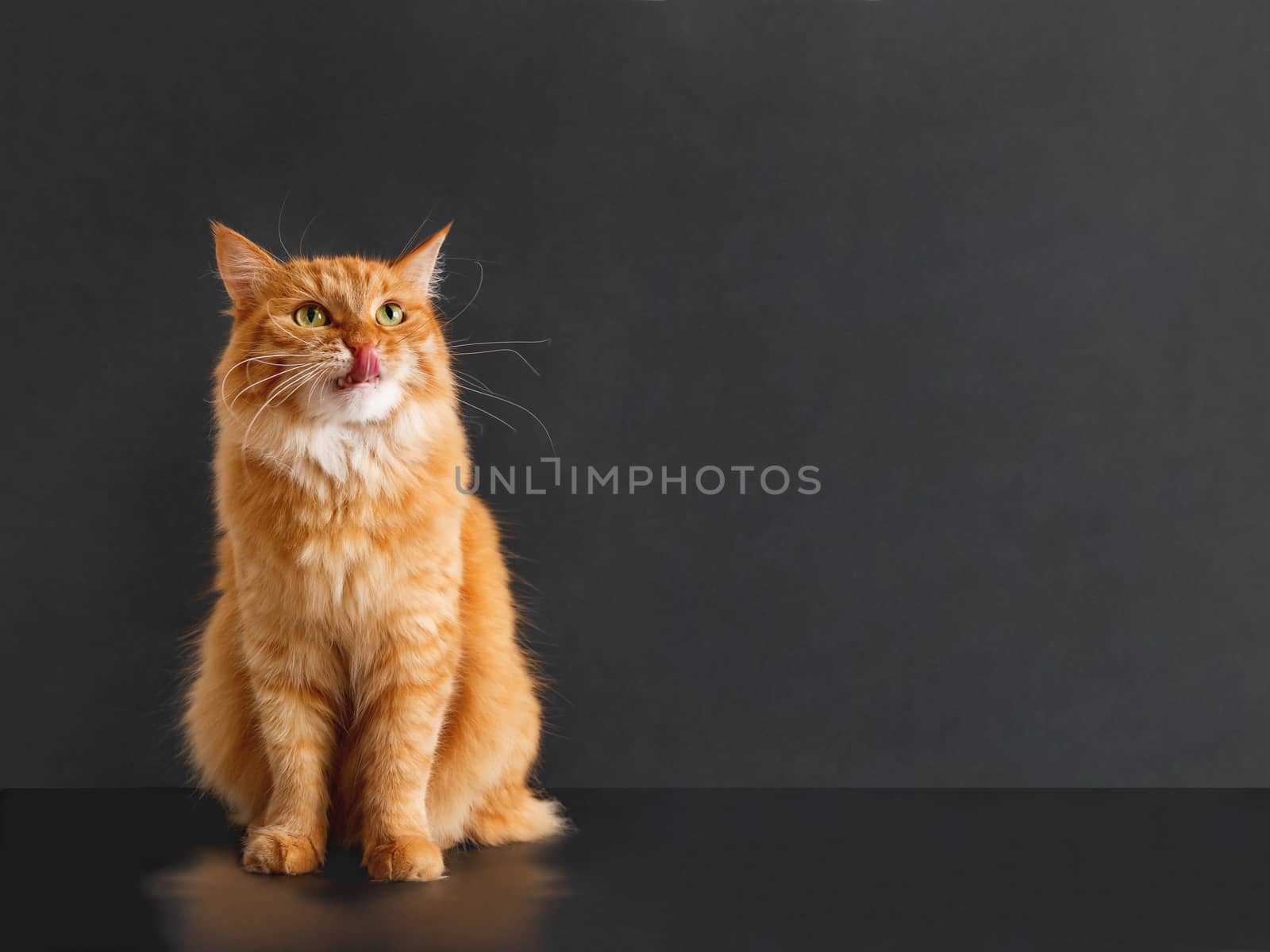 Cute ginger cat with awesome expression on face posing like lion. Fluffy pet licks its lips. Black background with copy space.