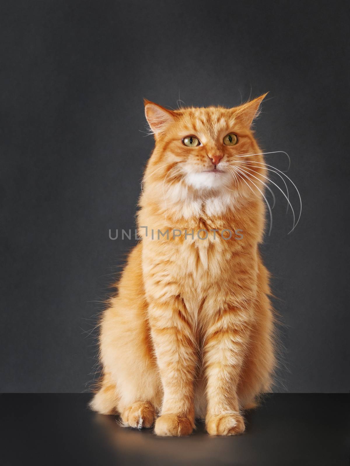 Cute ginger cat with awesome expression on face posing like lion by aksenovko