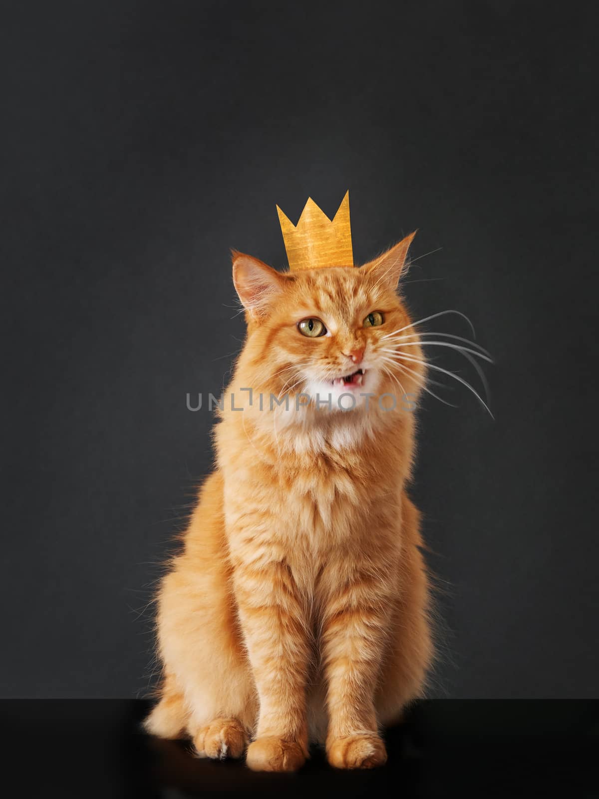 Cute ginger cat with awesome expression on face and golden crown on head posing like lion on black background. Symbol of your inner self.