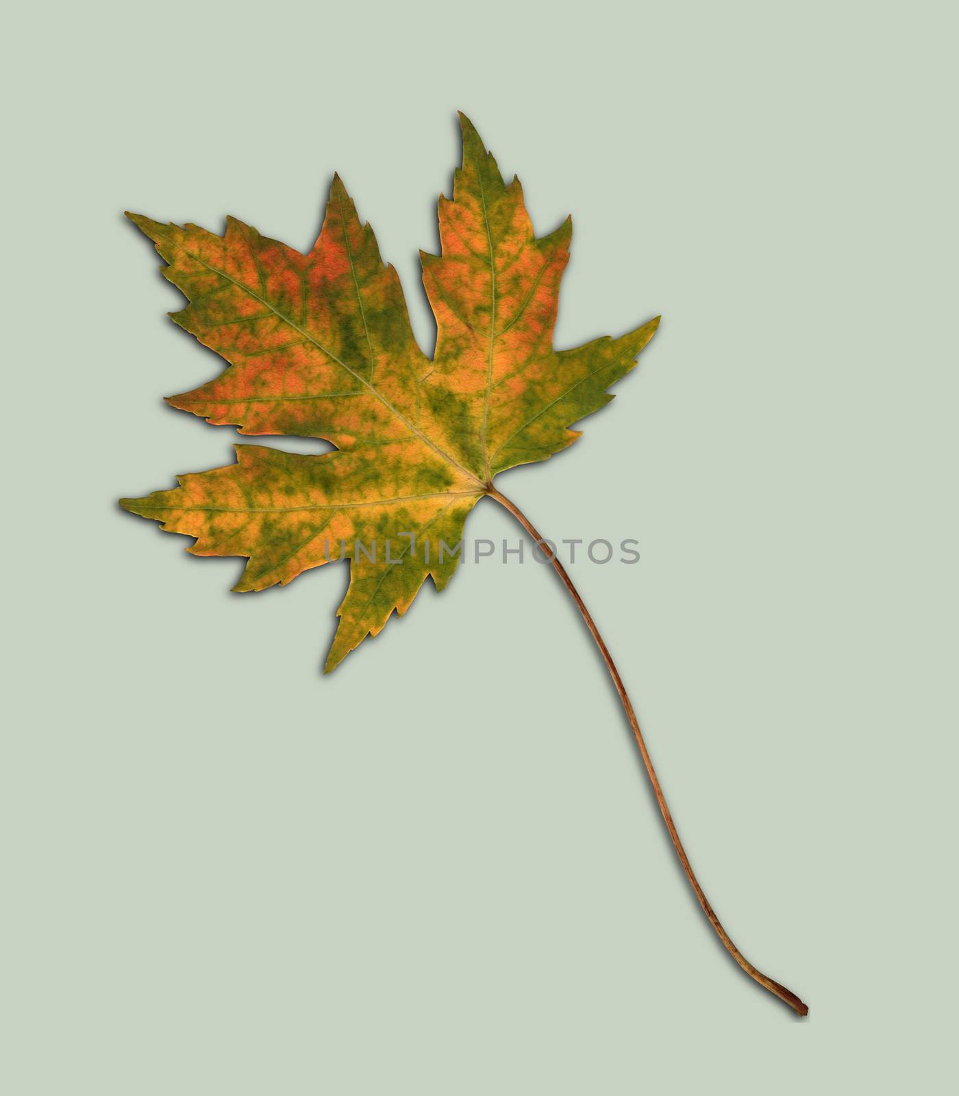 A picture of a cut out maple leaf from a white maple tree. The leaf is with orange spots. Autumn leaf