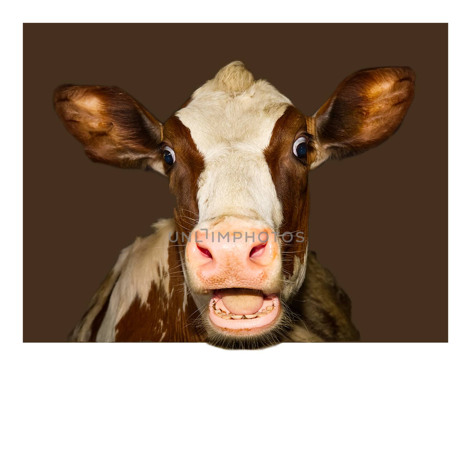 Funny and happy cute baby calf, funny photo great for use with wow memes. Funny shootof wondering orange calf in farm, 2021 year of cow