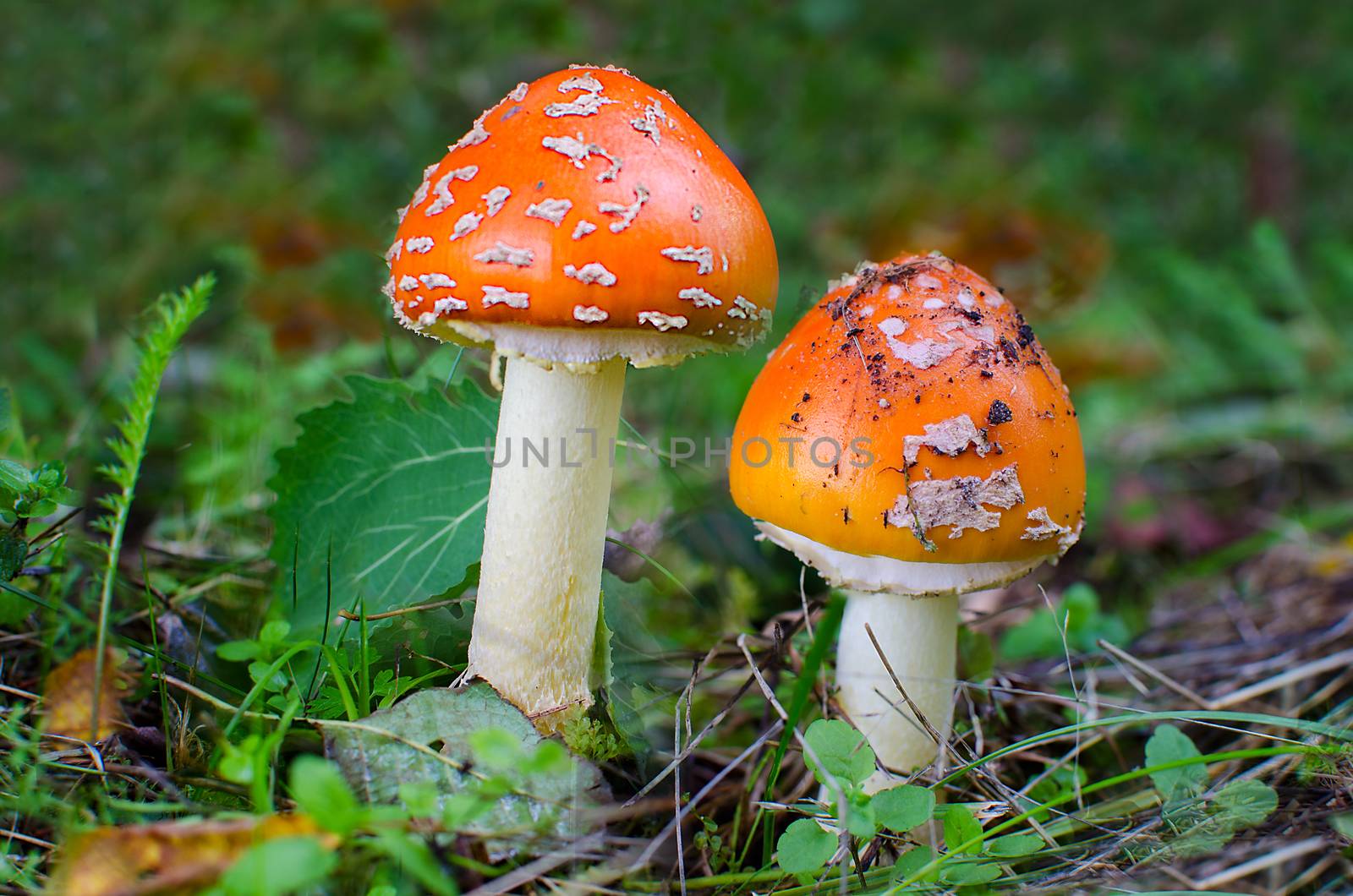 Fly agaric fungi poisonous mushroom. Toadstool at the autumn forest. by KajaNi