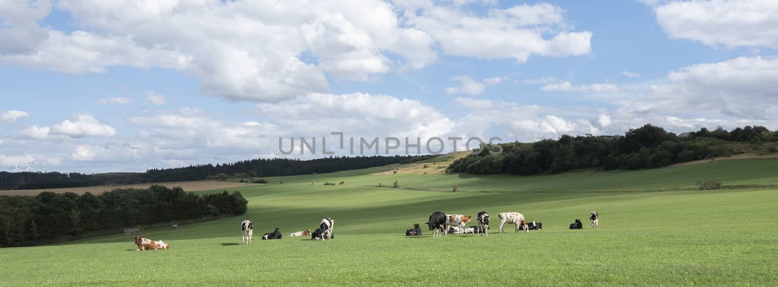 german vulkaneifel landscape with cows in meadows and fields under blue sky and clouds