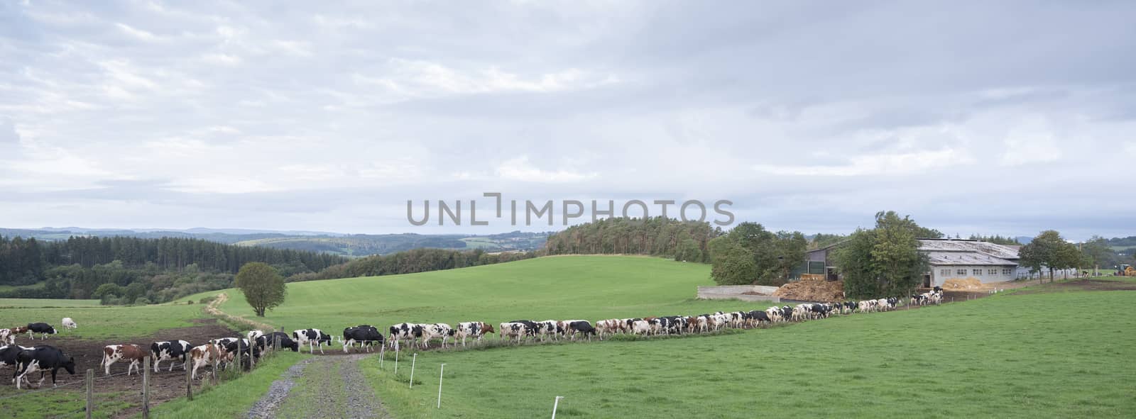 long row of cows in rural landscape of german vulkaneifel with forest in the background