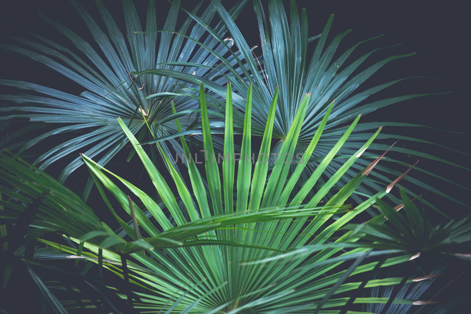 Beautiful natural fan palms in the bush land under canopy during a bush walk, also known as daranggara to Eora people, 