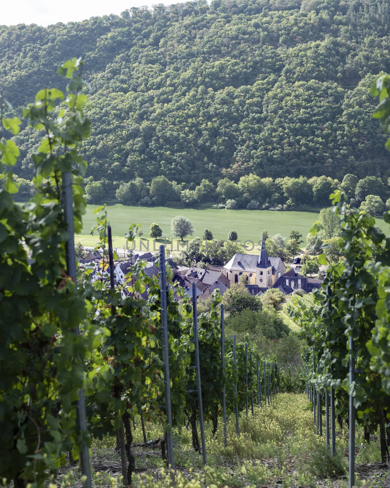 vines near village of Pommern and river mosel in german eifel by ahavelaar