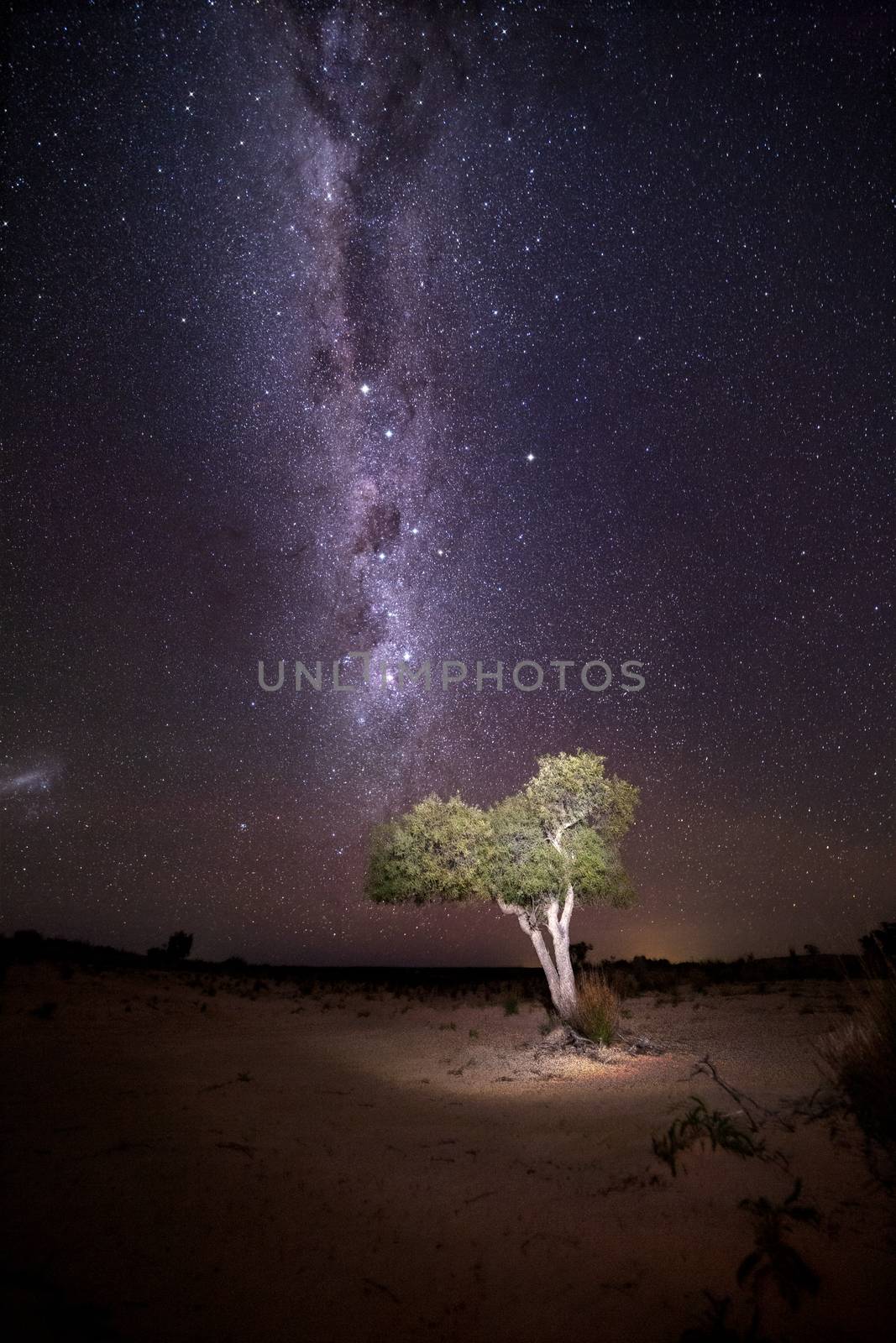 Illuminated tree in desert under a starry night sky with milky way 