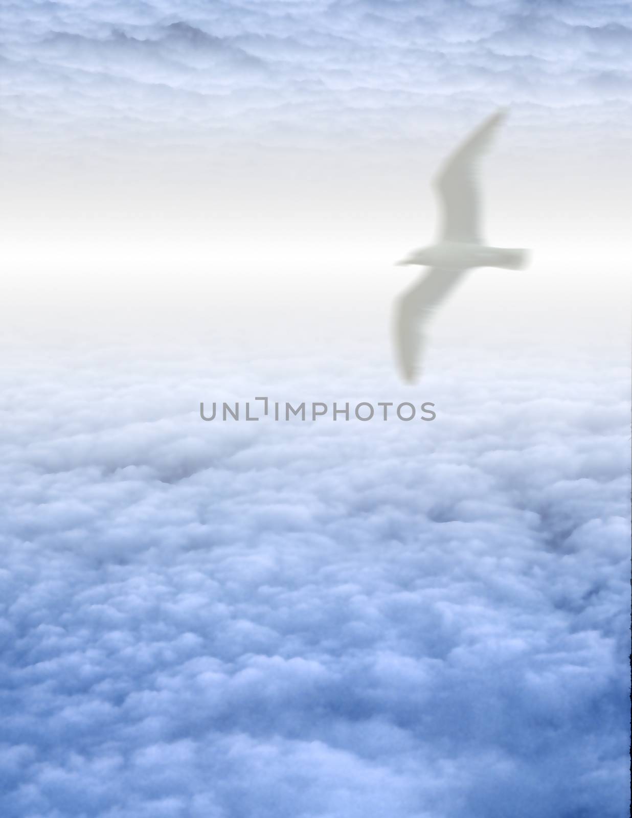 White Bird in Clouds by applesstock