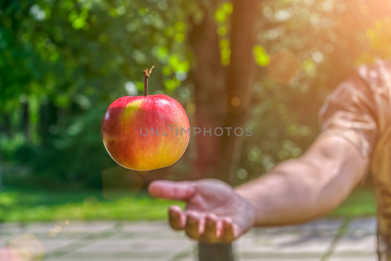 The gardener throws a ripe and juicy apple flying in the rays of the summer sun