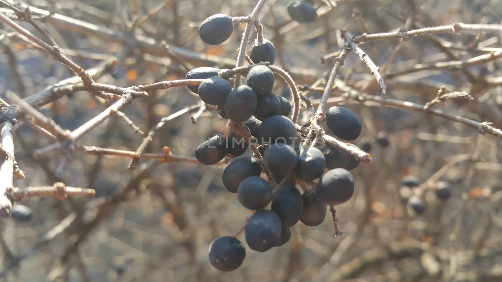 Closeup view of Black mountain ash berries: A selective focus view