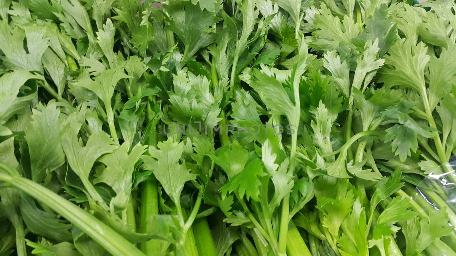 Close up view of lush green leaves of onions. Vegetable background for text and advertisements.