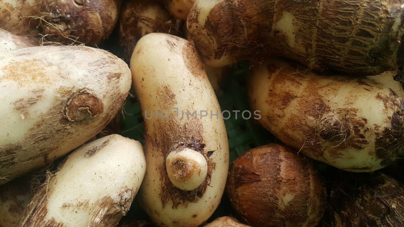 Closeup view of taro vegetable pile for sale in market. Fresh taro also called Colocasia esculenta in scientific name.
