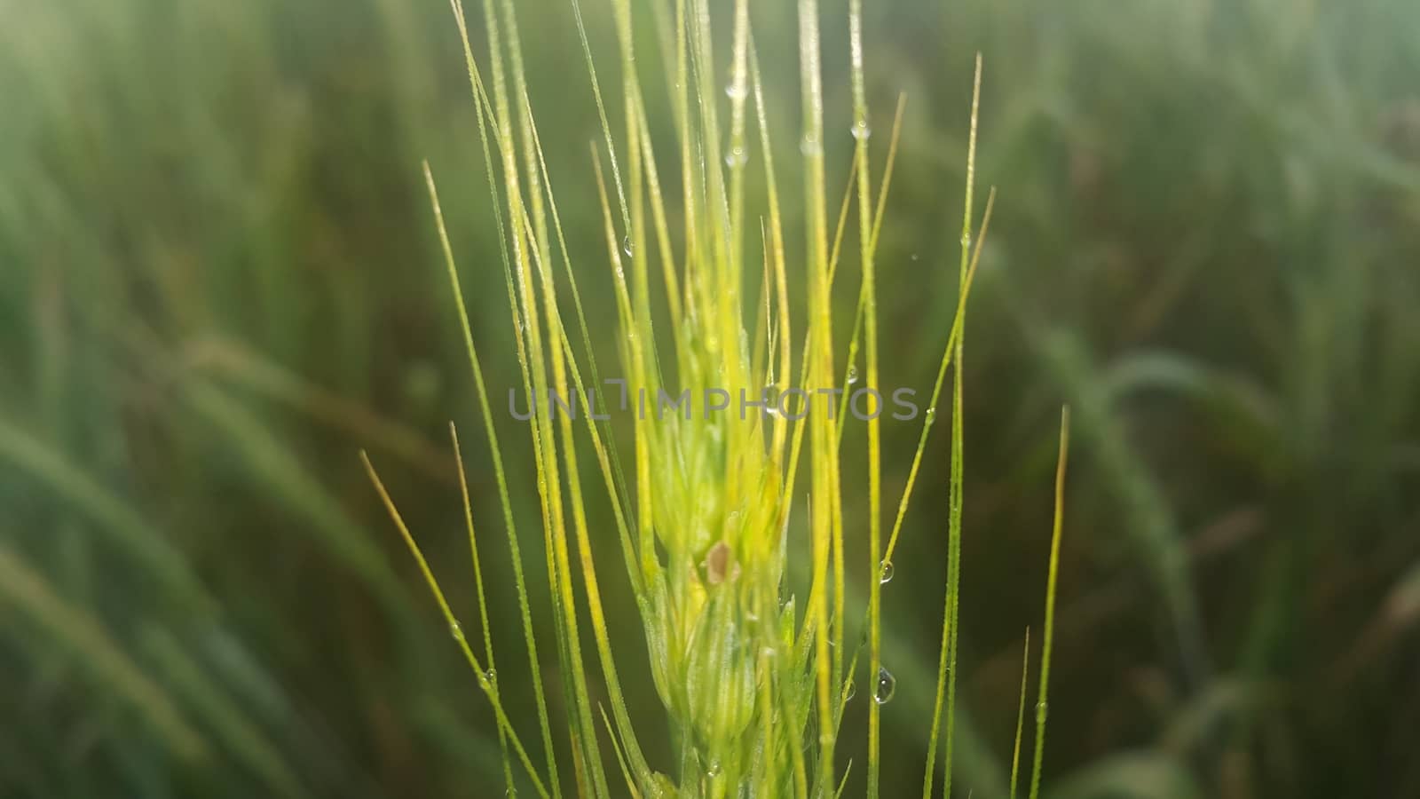 Closeup view of barley spikelets or rye in barley field. Green dried barley focused in large agricultural rural wheat field.