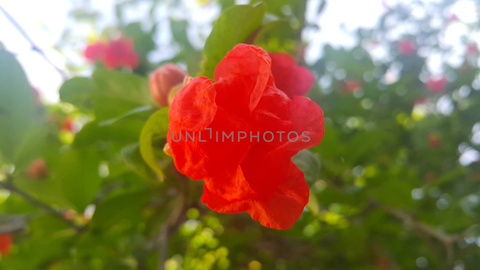 Red flower with stamens and green leaves in background by Photochowk