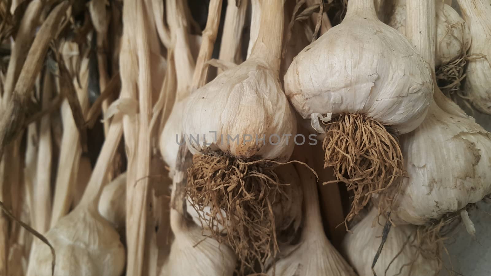 Garlic is aromatic and flavorful herb for consumption and use in spices and for medicinal purposes. Close-up view of dry garlic bulbs background.