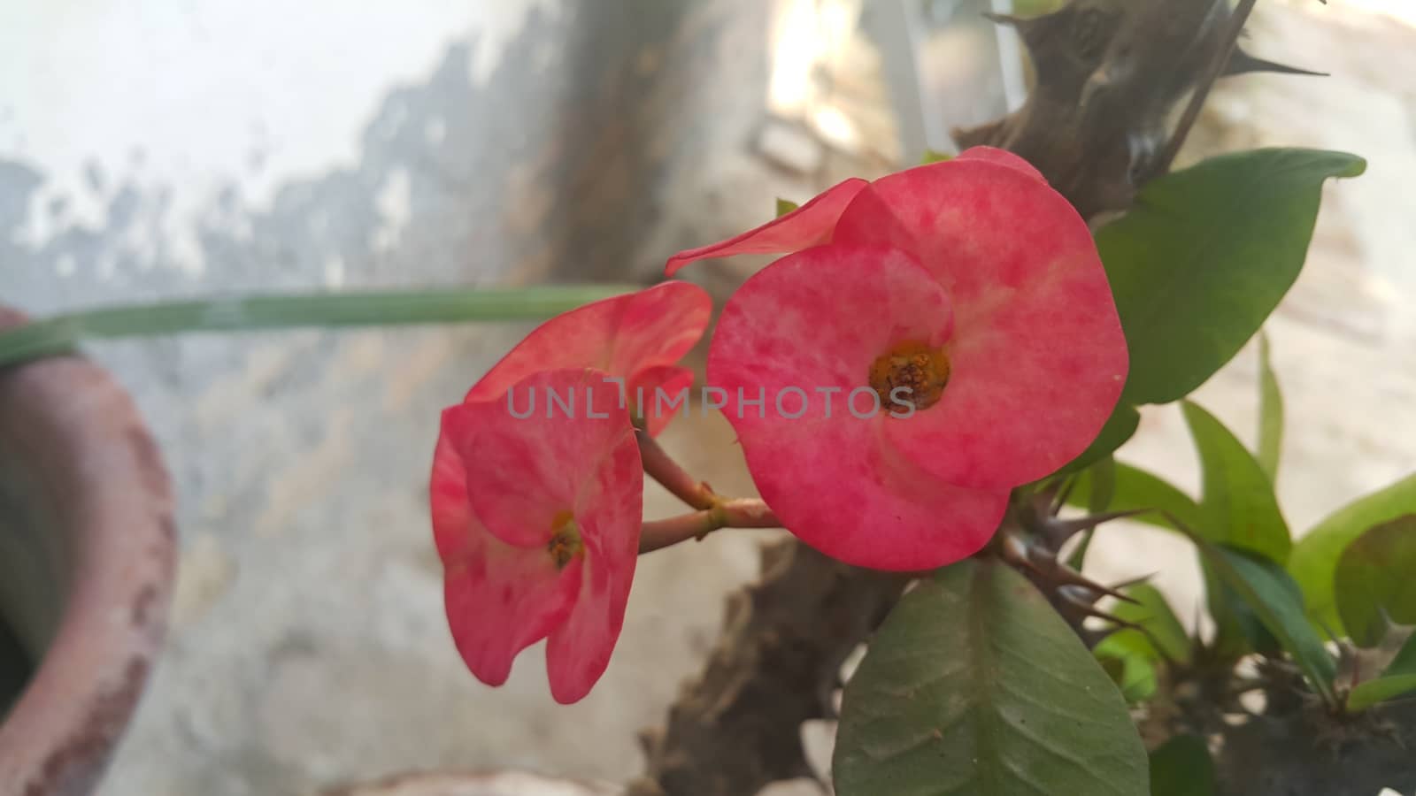 Red flower with stamens and green leaves in background by Photochowk