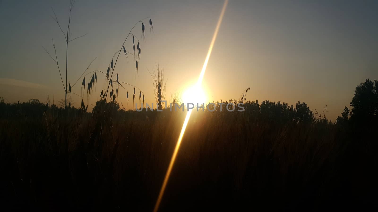 Beautiful scene with waving wild grass on a sunset in the background in the evening time. Shot with shiny white sun lens flare